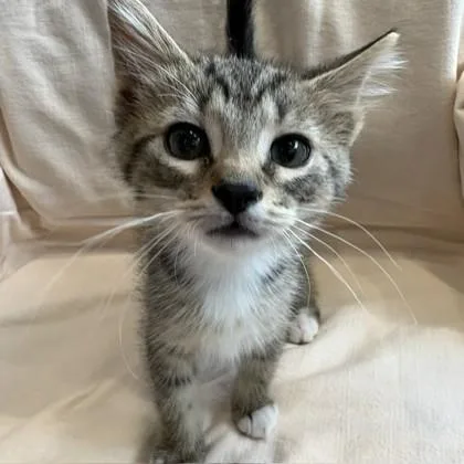 A baby small-sized male Domestic Short Hair cat named Earl for adoption in Janesville, WI