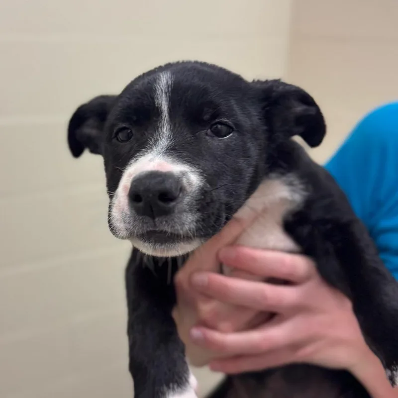 A baby medium-sized female Black Mixed Breed dog named Stella for adoption in Hendersonville, NC