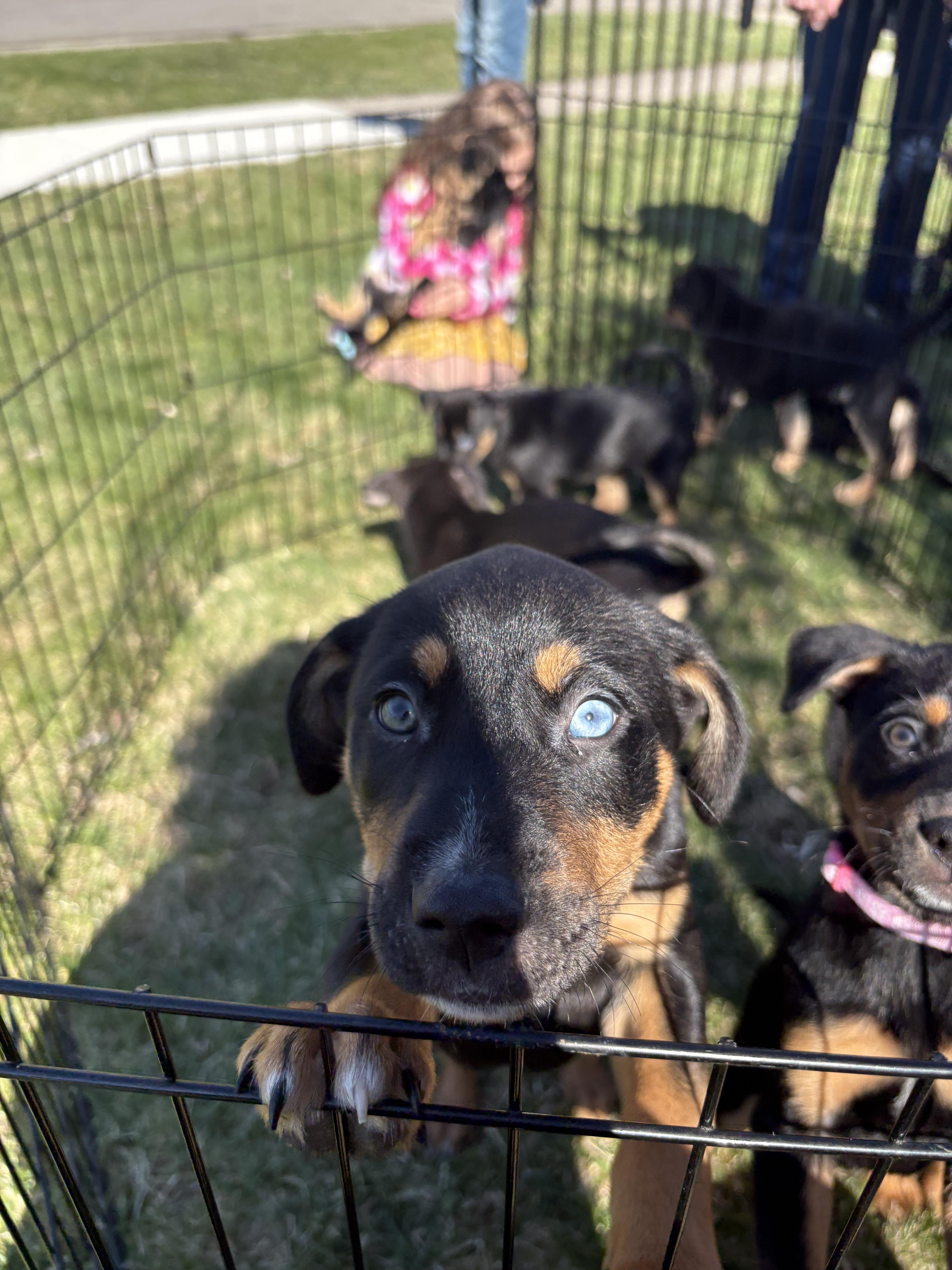 A baby large-sized male Rottweiler dog named Provolone for adoption in New Baltimore, MI