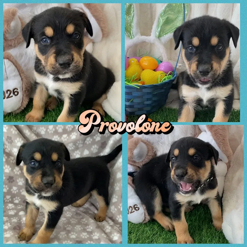 Provolone thumbnail 4