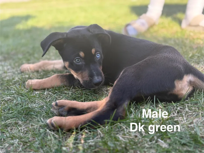 Provolone thumbnail 5