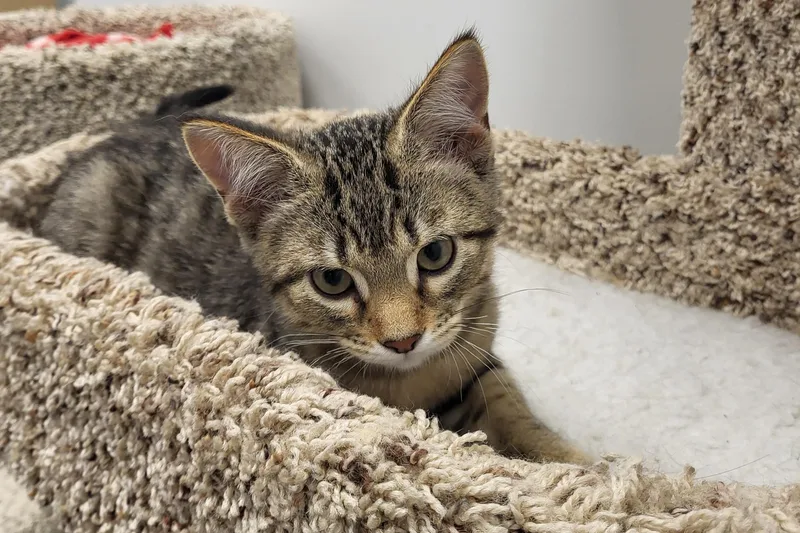 A baby medium-sized male Tabby (Buff / Tan / Fawn) Domestic Short Hair cat named Parfait for adoption in Grayslake, IL