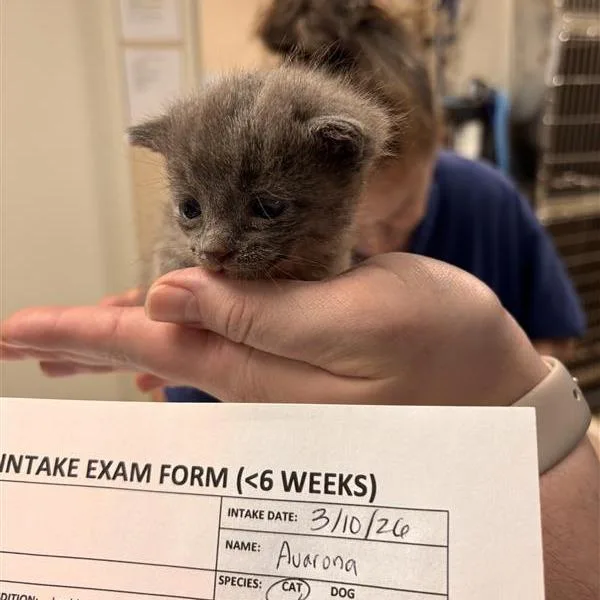 A baby small-sized female Gray / Blue / Silver Domestic Short Hair cat named Avarona for adoption in Tempe, AZ