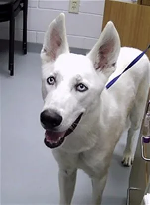A young large-sized male Siberian Husky dog named Polar for adoption in Saint Cloud, FL