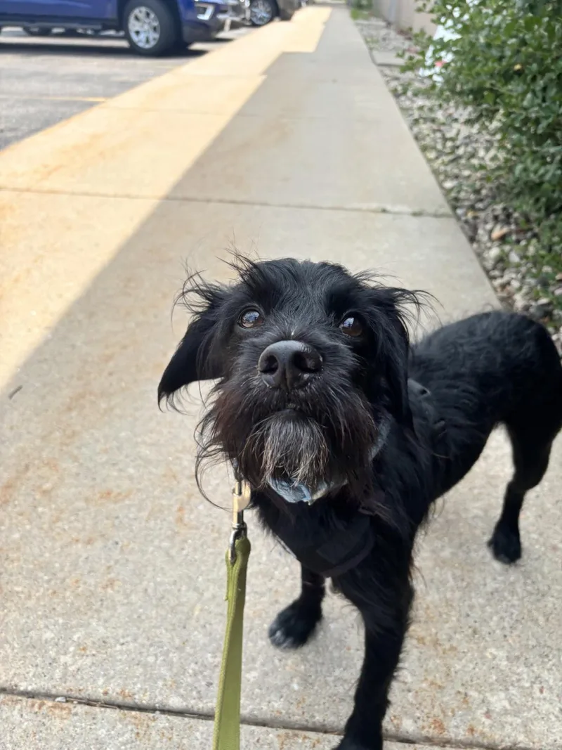 A young medium-sized male Schnauzer dog named Dasher for adoption in Plover, WI