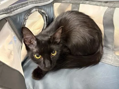 Nala