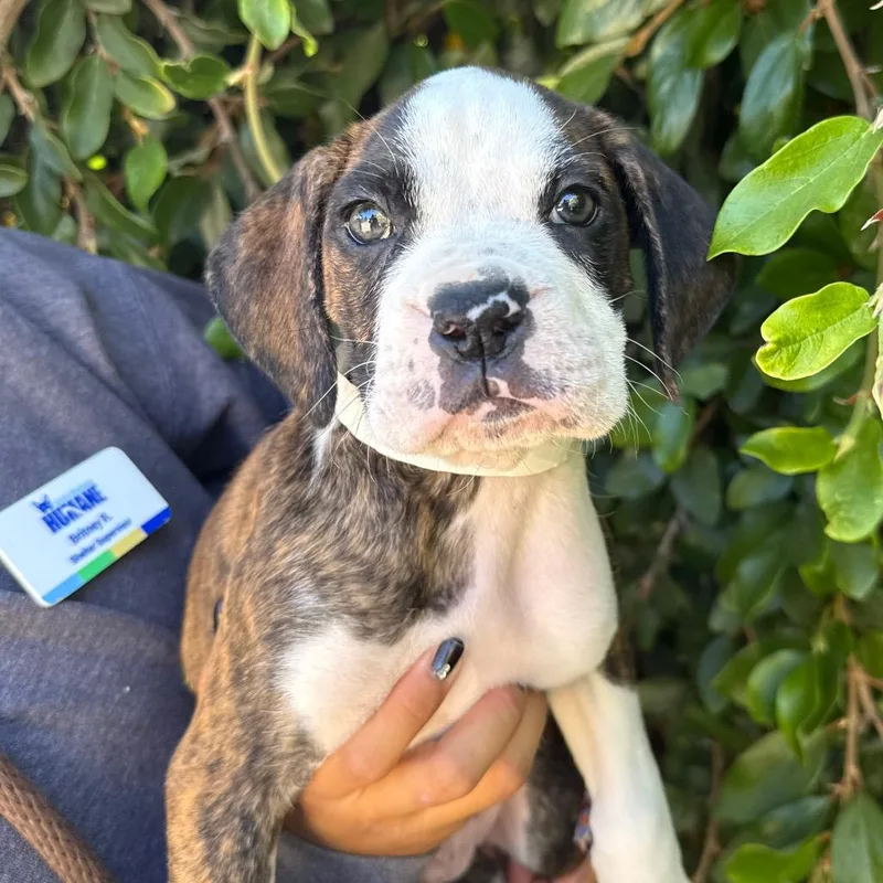 A baby small-sized male White / Cream Boxer dog named Blueberry for adoption in Santa Barbara, CA