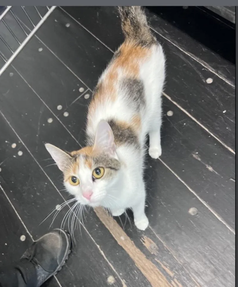 An adult medium-sized female Domestic Short Hair cat named Stevie for adoption in Lafayette, CO