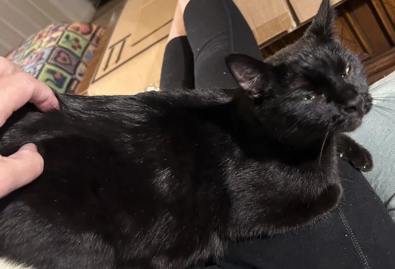An adult medium-sized female Black Domestic Short Hair cat named Aggie for adoption in Indianapolis, IN