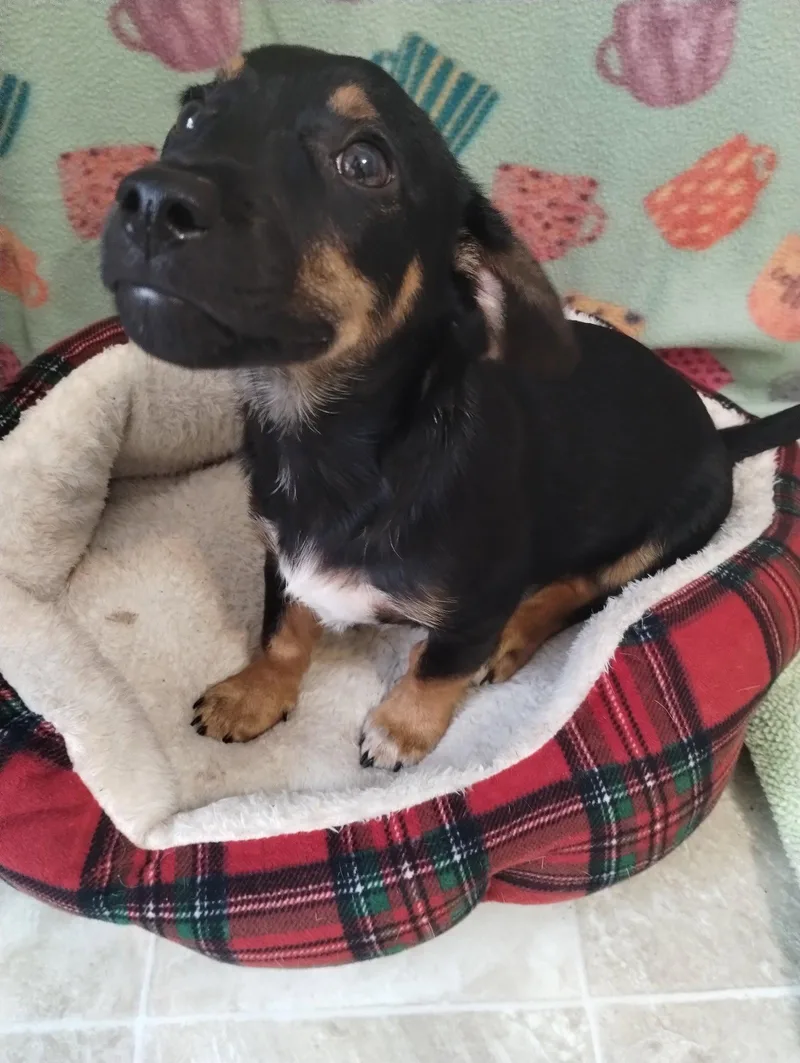 Remi