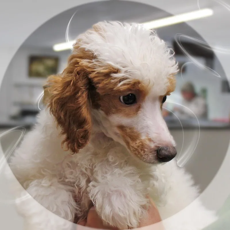 A baby small-sized male White / Cream Miniature Poodle dog named Emerson for adoption in Amelia, OH
