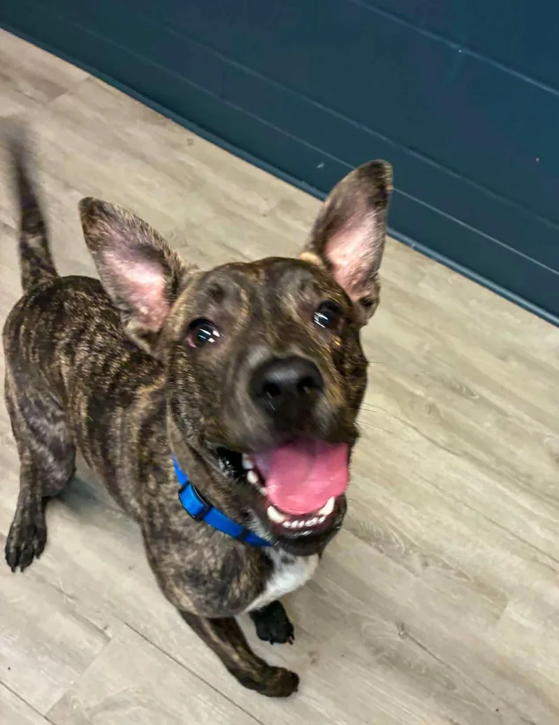 A young medium-sized male Black Mountain Cur dog named Advil for adoption in Mansfield, OH