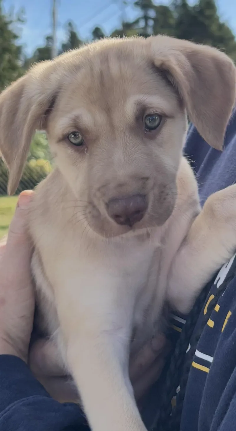A baby medium-sized female Labrador Retriever dog named Nova for adoption in Long Beach, WA