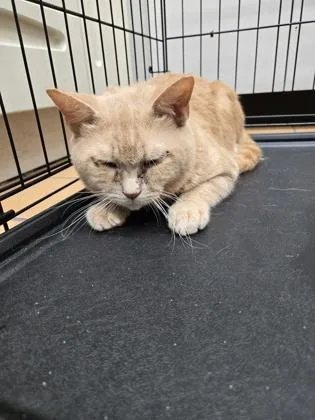 An adult medium-sized male Domestic Short Hair cat named Phoenix for adoption in Gainesville, FL
