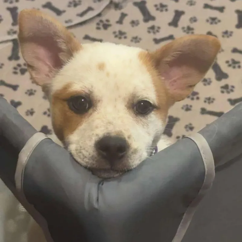 A baby medium-sized female White / Cream Australian Cattle Dog / Blue Heeler dog named Poppy for adoption in Watertown, WI