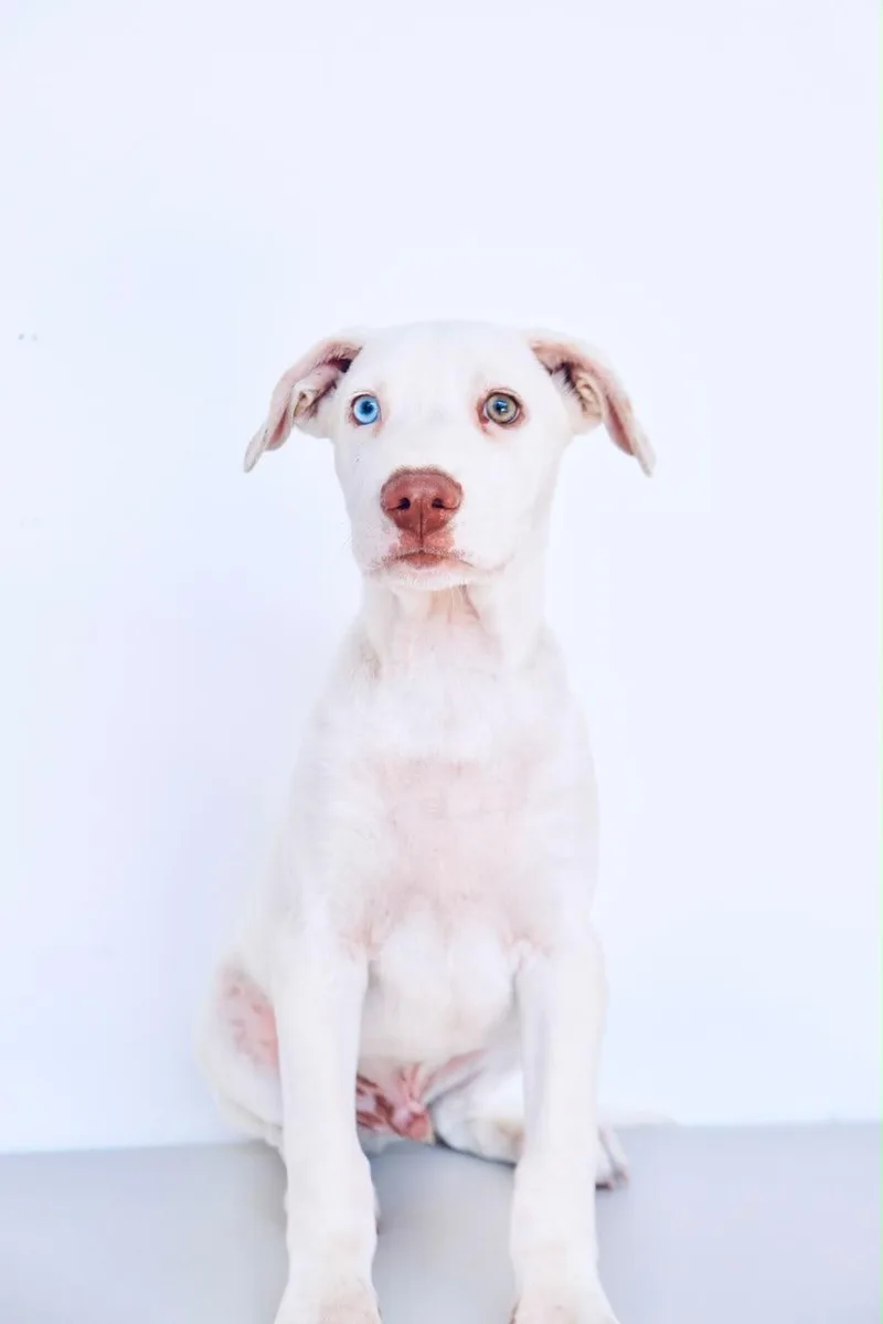 A baby medium-sized male Australian Shepherd dog named Pothos for adoption in San Diego, CA