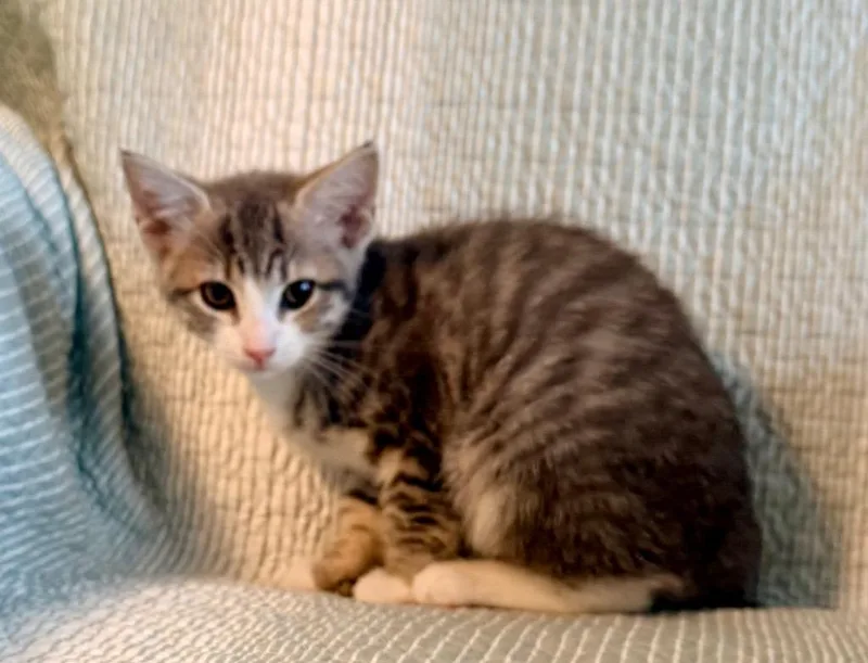 A baby medium-sized female Domestic Short Hair cat named Chanel for adoption in New York, NY