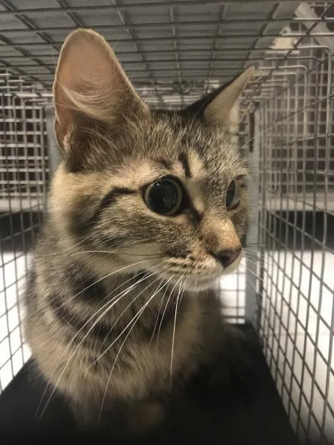 A young medium-sized female Domestic Short Hair cat named Meredith for adoption in Conroe, TX