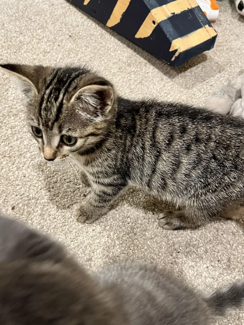 A baby medium-sized female Tabby (Tiger Striped) Domestic Short Hair cat named Peanut for adoption in Andover, CT