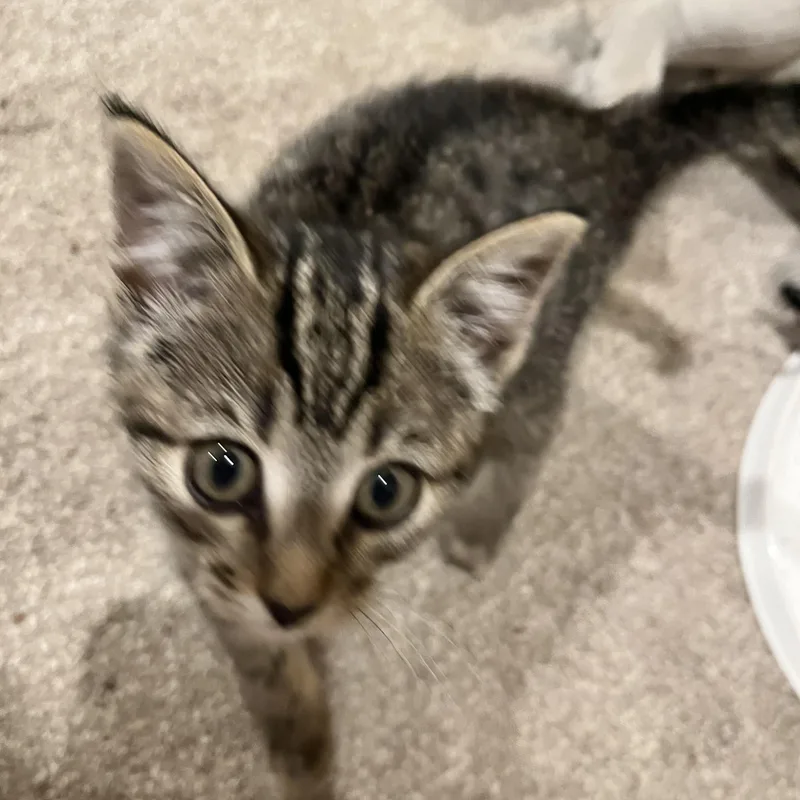 Peanut thumbnail 3
