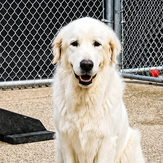 An adult medium-sized female White / Cream Mixed Breed dog named Snowflake for adoption in Charleston, WV