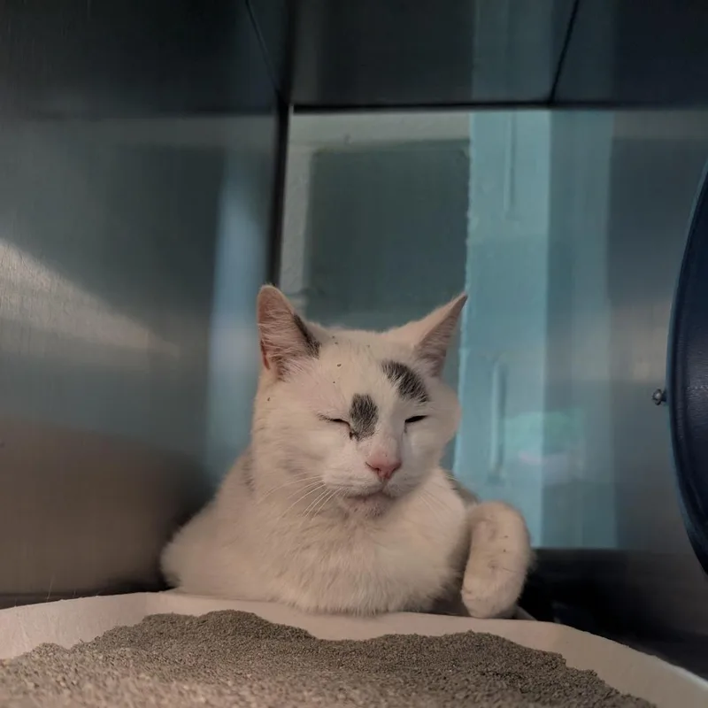A senior large-sized male White Domestic Short Hair cat named Harpo for adoption in Baltimore, MD