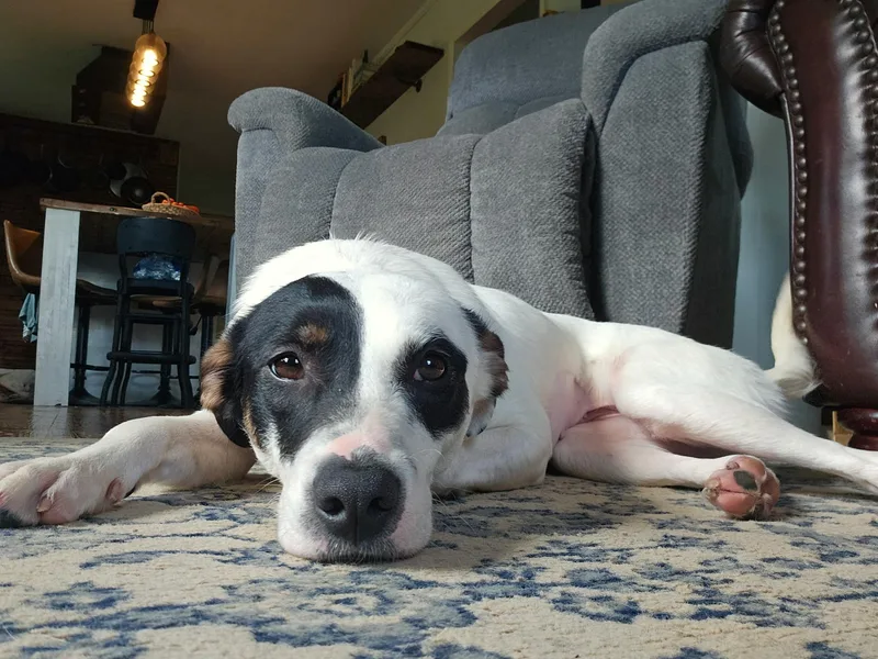 A young medium-sized female Border Collie dog named Catherine for adoption in Hilham, TN