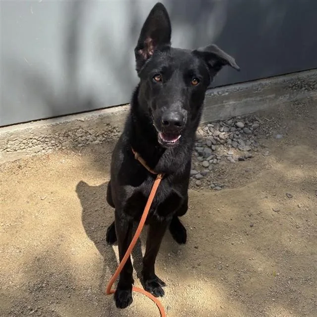 A young large-sized male German Shepherd Dog dog named Phantom for adoption in Ontario, CA