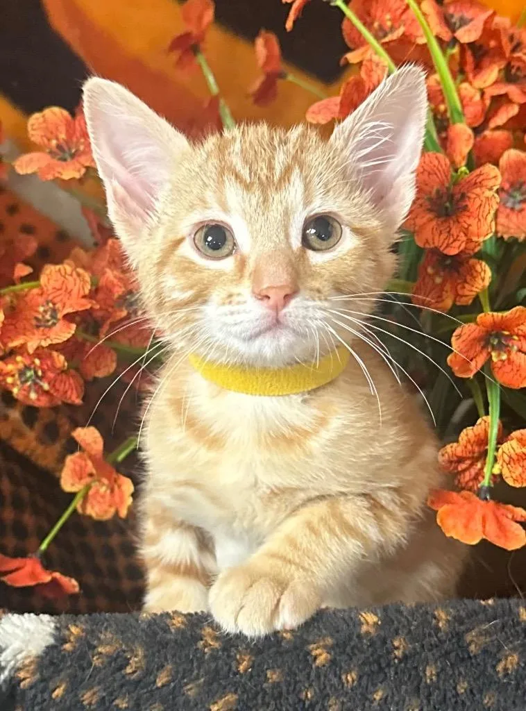 A baby small-sized male Domestic Short Hair cat named Ares for adoption in Stillwater, OK