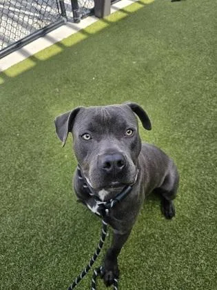 An adult medium-sized male Pit Bull Terrier dog named Henry for adoption in Atlanta, GA