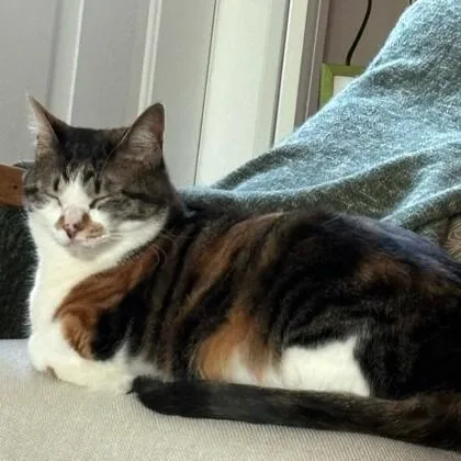 Basil thumbnail 2