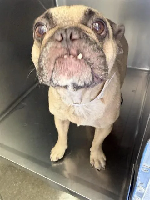 A young medium-sized female French Bulldog dog named Honey for adoption in Riverside, CA