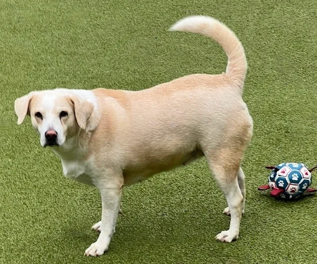 An adult medium-sized female Yellow Labrador Retriever dog named Margarita for adoption in Houston, TX