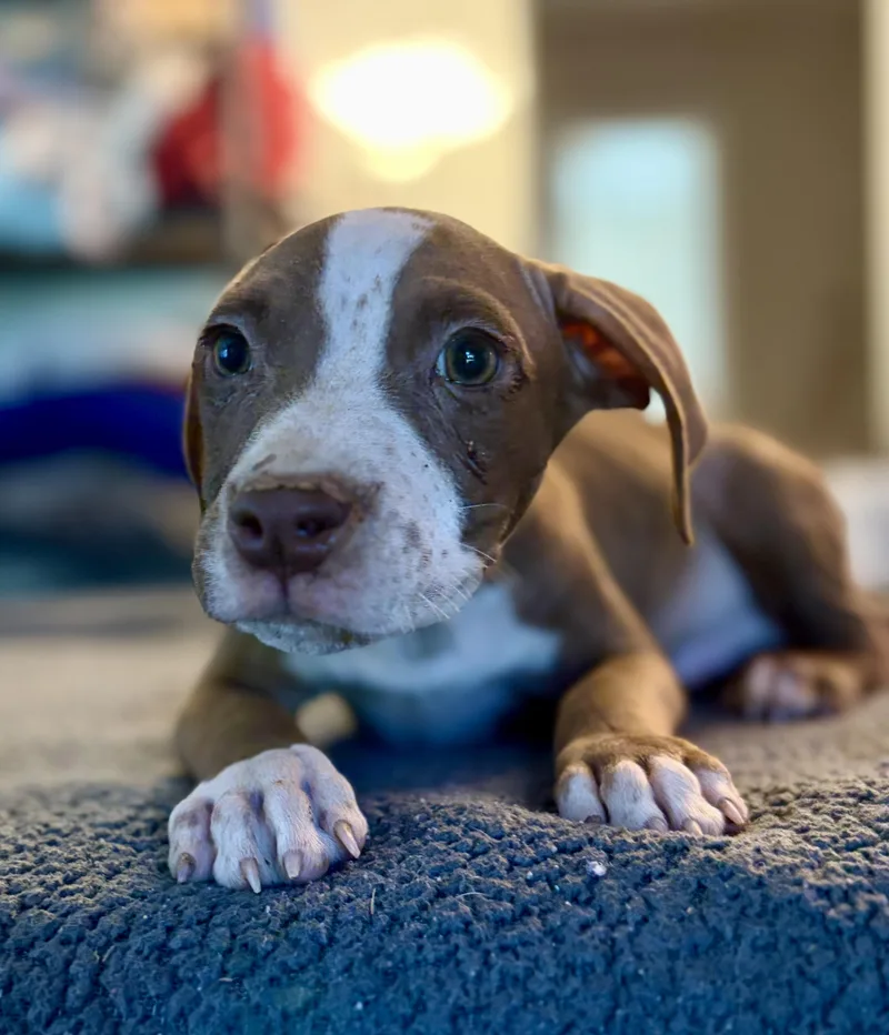A baby medium-sized male Brown / Chocolate Pit Bull Terrier dog named Cheddar for adoption in Felton, PA