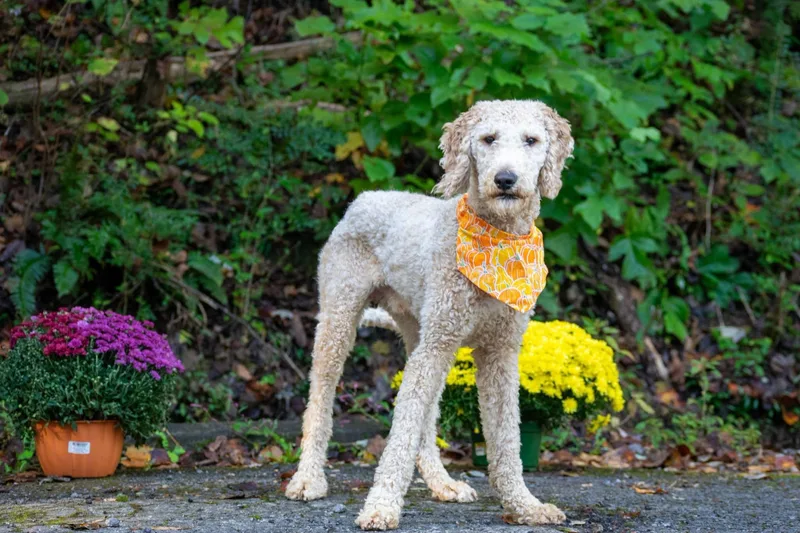 An adult medium-sized male Poodle dog named Mr. Noodle for adoption in Sevierville, TN