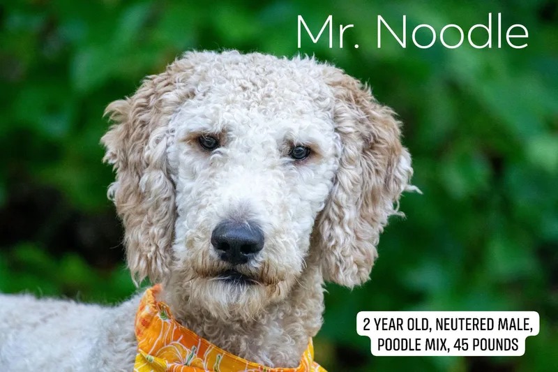 Mr. Noodle thumbnail 4
