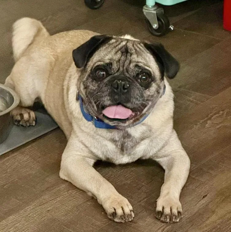 An adult medium-sized male Yellow / Tan / Blond / Fawn Pug dog named Tonka for adoption in Mead, CO