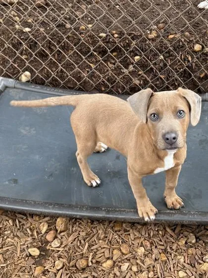 A baby medium-sized male Hound dog named Freedom for adoption in Cumming, GA