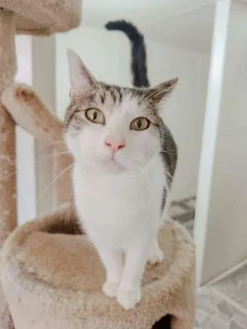 A young medium-sized male Tabby cat named Reed for adoption in Attalla, AL