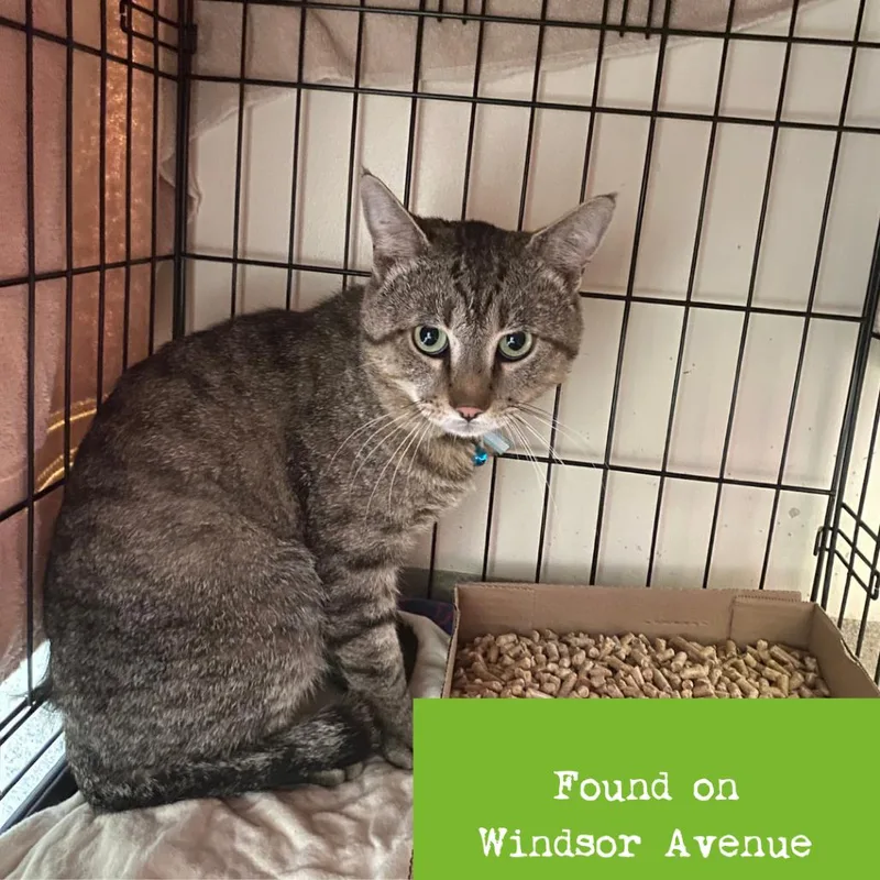 An adult large-sized male Gray / Blue / Silver Domestic Short Hair cat named Sidnee for adoption in Lynchburg, VA
