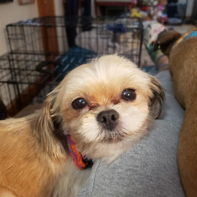 An adult small-sized male Yellow / Tan / Blond / Fawn Pekingese dog named Henry for adoption in Saratoga Springs, NY
