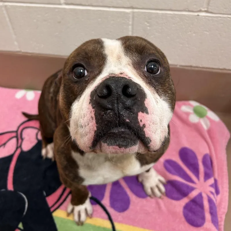An adult medium-sized male Brindle American Staffordshire Terrier dog named Dracula for adoption in Reno, NV