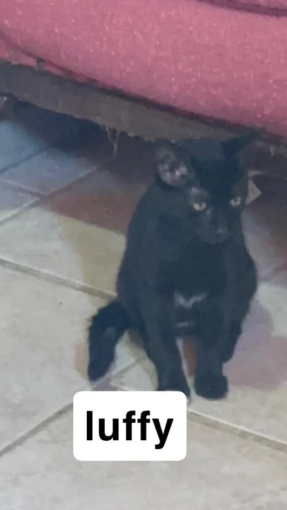 A baby medium-sized male Domestic Short Hair cat named Luffy for adoption in Johnson City, TN