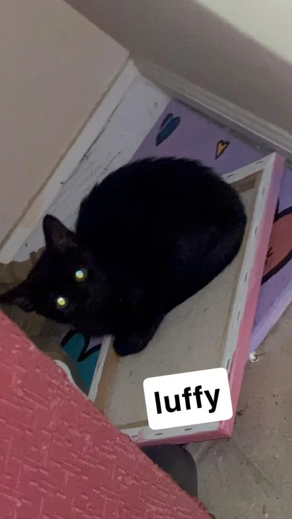 Luffy thumbnail 2