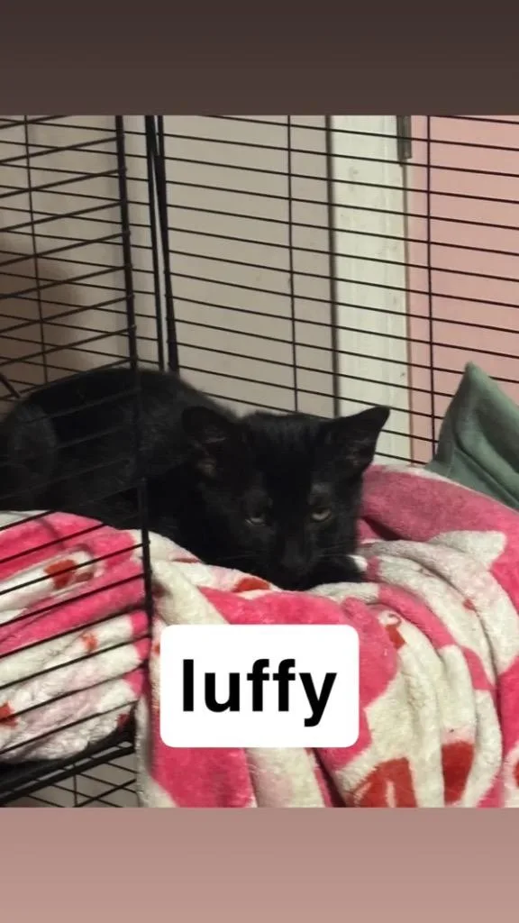Luffy thumbnail 4
