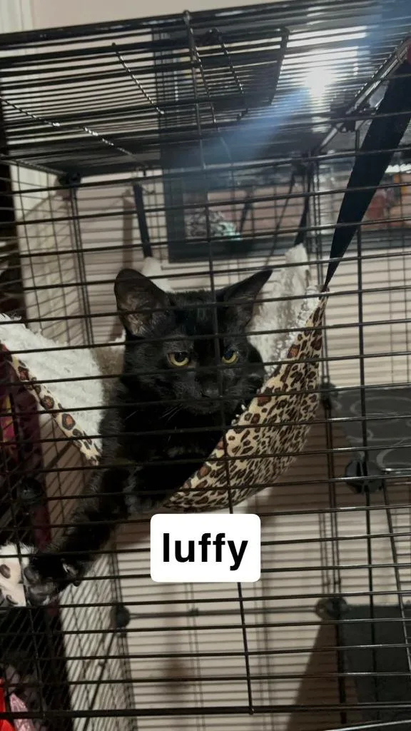 Luffy thumbnail 5