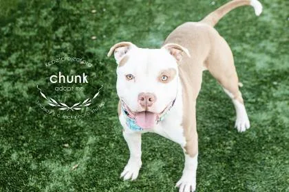 An adult large-sized male Brown / Chocolate Pit Bull Terrier dog named Chunky for adoption in Kansas City, MO