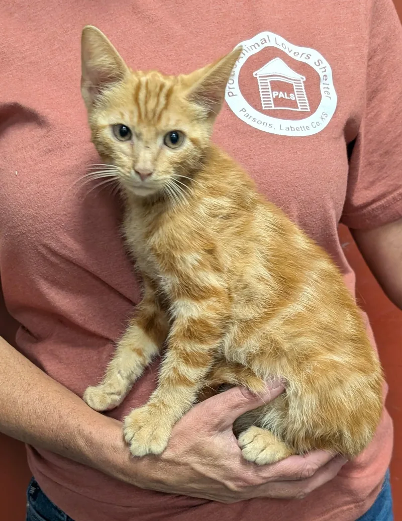 A young medium-sized male Orange / Red Domestic Short Hair cat named Pumpkin for adoption in Parsons, KS
