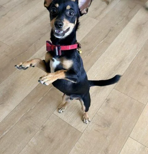 A baby small-sized male Chihuahua dog named Remy for adoption in Henderson, NV