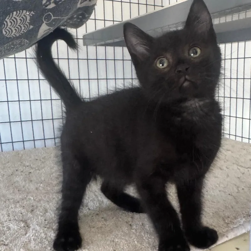 A young medium-sized male Black Domestic Short Hair cat named Hubcap for adoption in St. Helena, CA